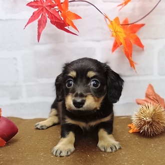 静岡県のミニチュアダックスフンド(ロング) (犬の家＆猫の里プレ葉ウォーク浜北店/2025年9月8日生まれ/女の子/ブラックイエロー)の子犬の2枚目の画像