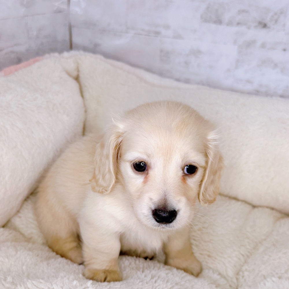 長野県のミニチュアダックスフンド(ロング) (犬の家＆猫の里塩尻店/2025年9月7日生まれ/女の子/イエロー)の子犬の2枚目の画像