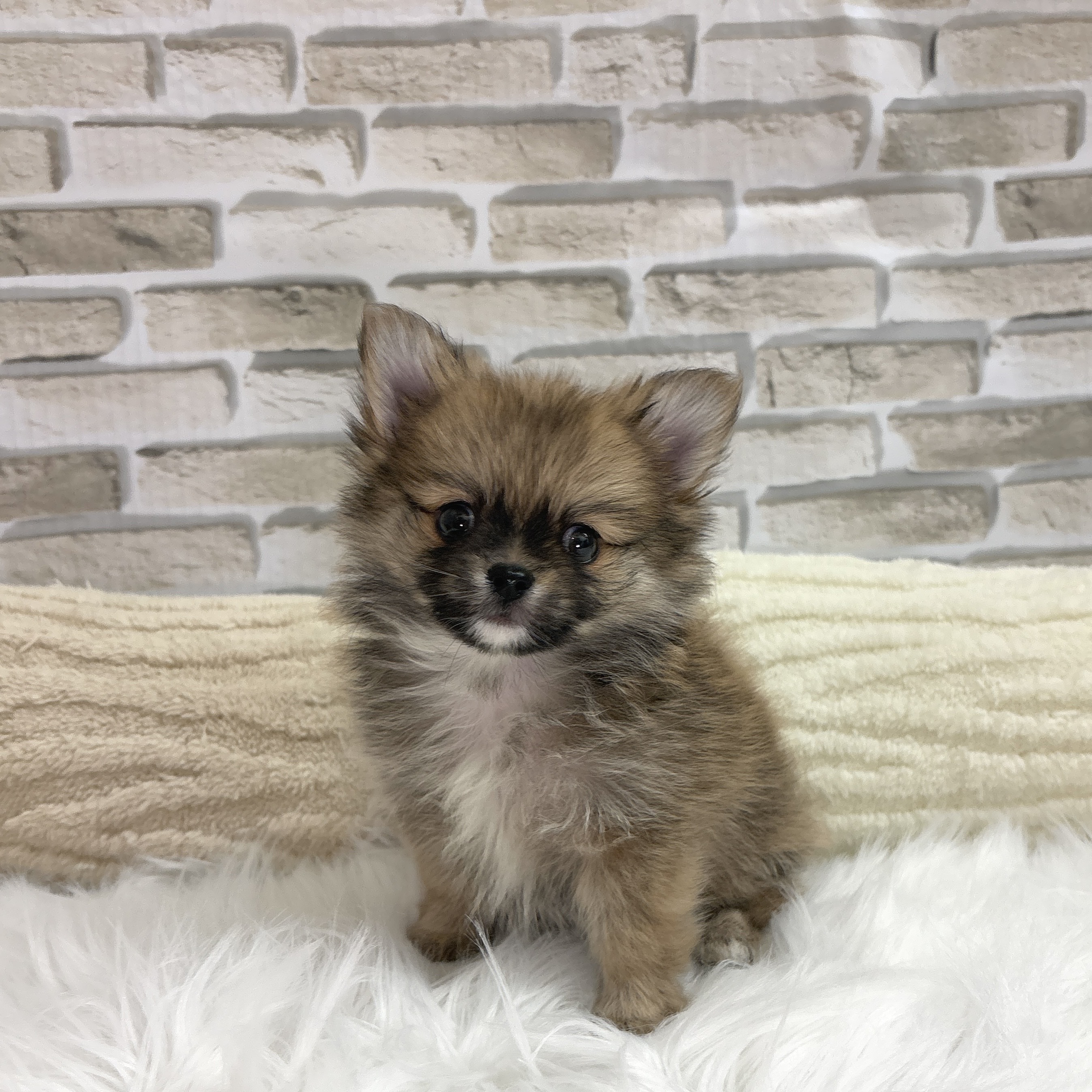 神奈川県のポメチワ/チワポメ/ポメチー(ポメラニアン×チワワ) (犬の家＆猫の里モザイクモール港北店/2025年9月8日生まれ/男の子/オレンジ)の子犬の1枚目の画像