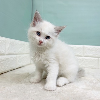 静岡県のラグドール (犬の家＆猫の里マークイズ静岡店/2025年9月1日生まれ/女の子/ブルーポイントバイカラー)の子猫の2枚目の画像