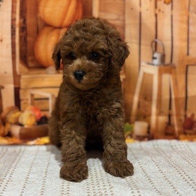 福岡県のトイプードル(トイ) (犬の家＆猫の里トリアス久山店/2025年9月9日生まれ/男の子/レッド)の子犬の2枚目の画像