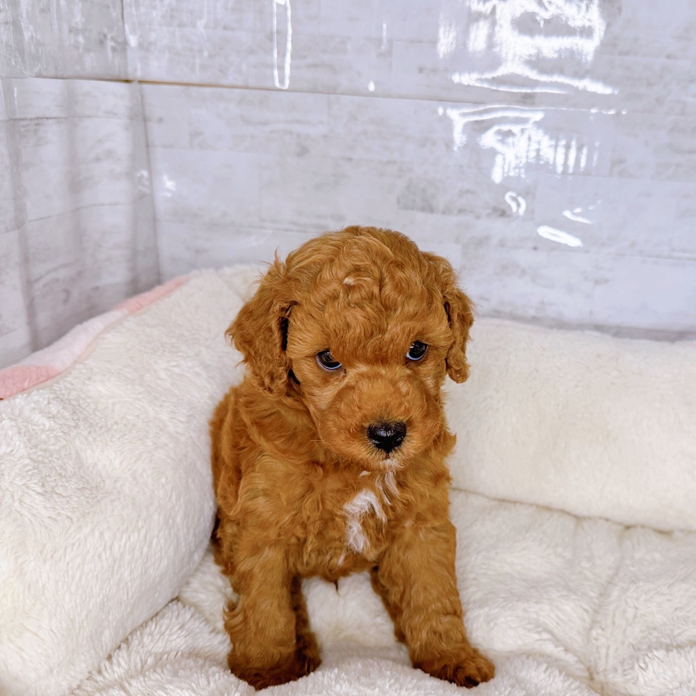 長野県のトイプードル(トイ) (犬の家＆猫の里塩尻店/2025年9月9日生まれ/男の子/レッド)の子犬の2枚目の画像
