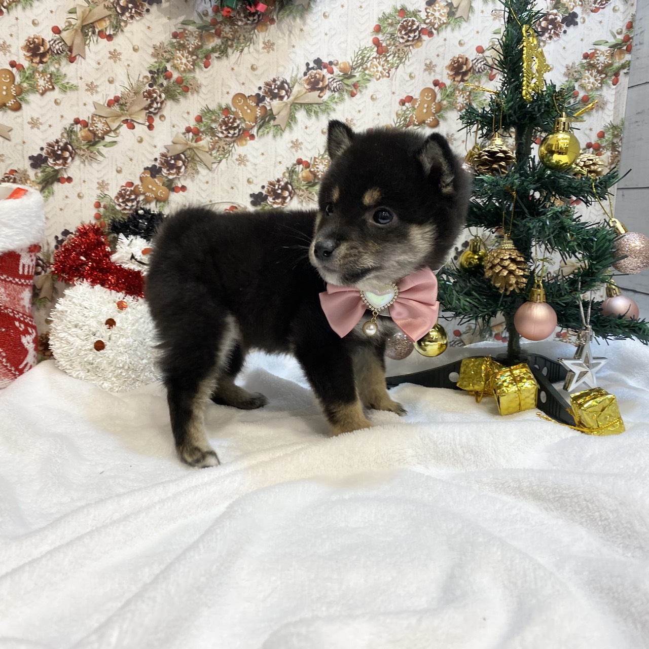 長野県の豆柴 (犬の家＆猫の里カインズ梓川店/2025年9月7日生まれ/女の子/黒)の子犬の2枚目の画像