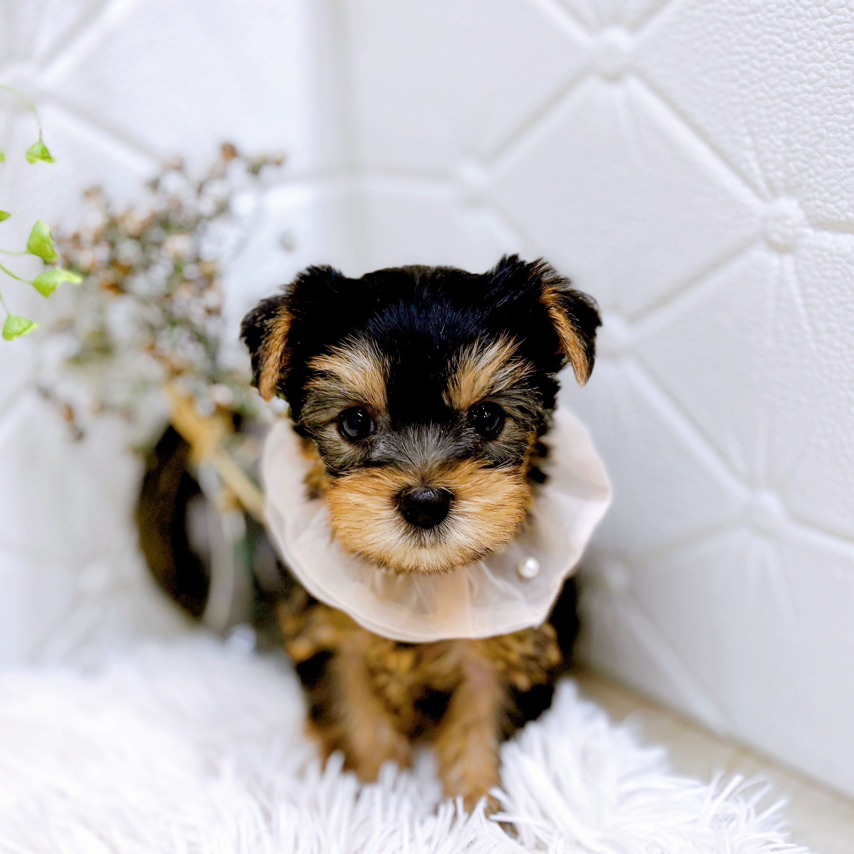 福井県のヨークシャーテリア (犬の家＆猫の里アミーゴ福井店/2025年9月8日生まれ/女の子/スチールブルータン)の子犬の1枚目の画像