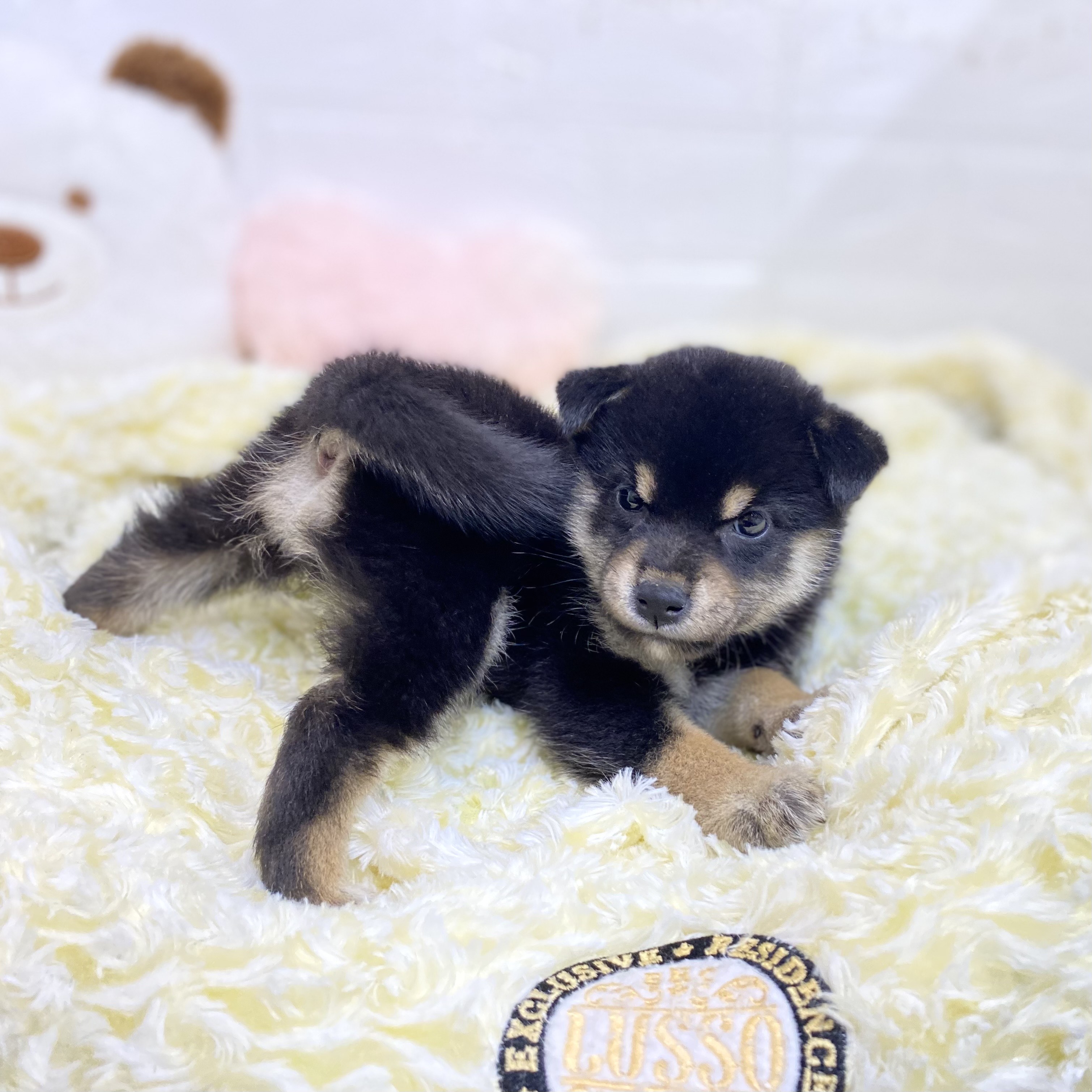 長野県の柴犬(標準サイズ) (犬の家＆猫の里長野店/2025年9月8日生まれ/女の子/黒)の子犬の2枚目の画像