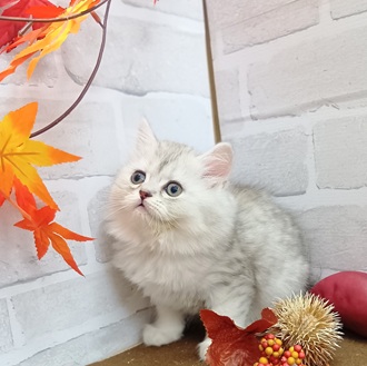 静岡県のミヌエット (犬の家＆猫の里プレ葉ウォーク浜北店/2025年9月8日生まれ/男の子/シェーデットシルバー)の子猫の2枚目の画像