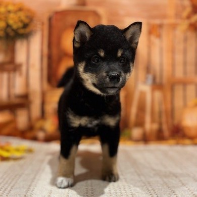 福岡県の柴犬(標準サイズ) (犬の家＆猫の里トリアス久山店/2025年9月8日生まれ/女の子/黒)の子犬の2枚目の画像
