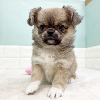 静岡県のチワペキ/ペキチー/ペキチワ(チワワ×ペキニーズ) (犬の家＆猫の里マークイズ静岡店/2025年9月7日生まれ/男の子/フォーン)の子犬の1枚目の画像
