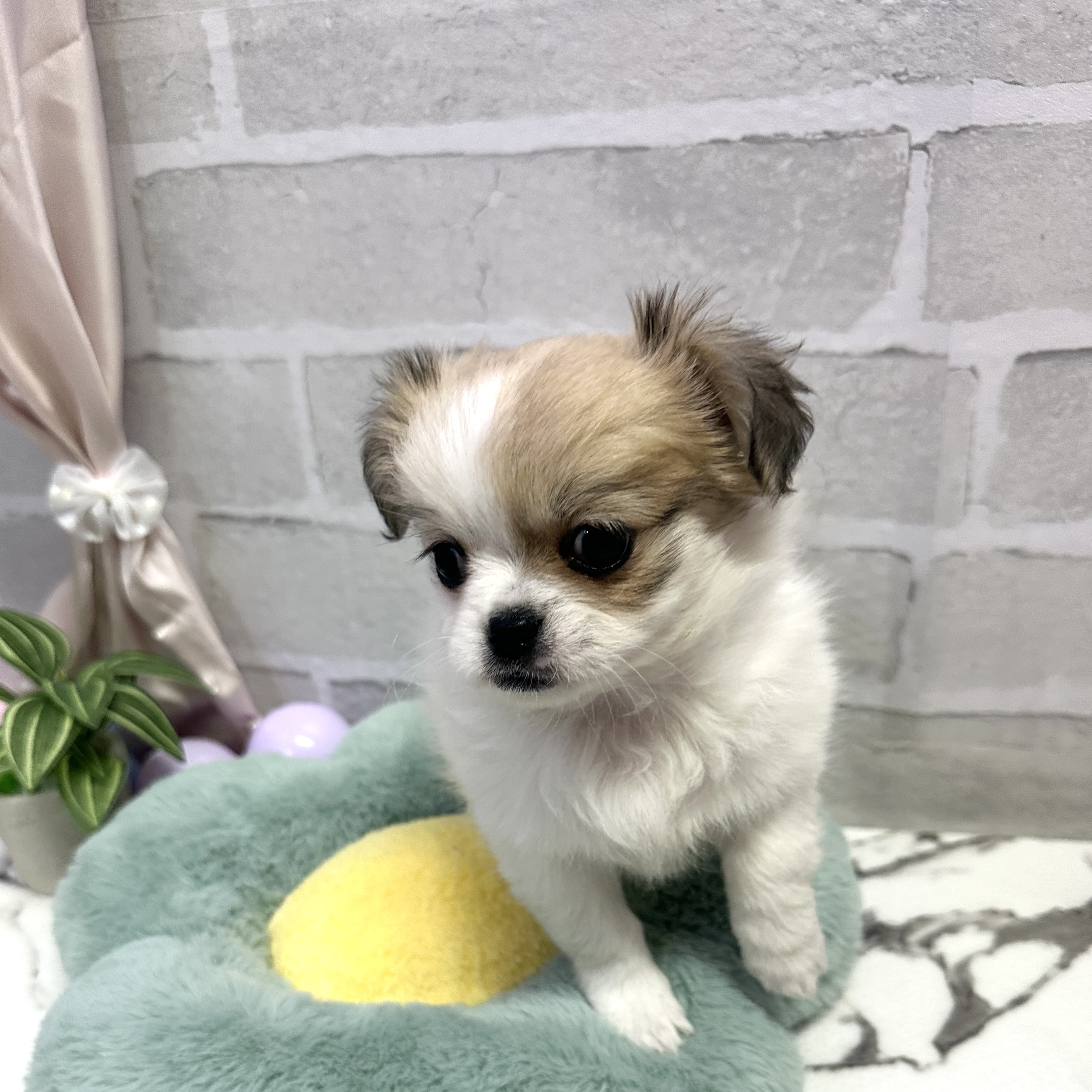 愛知県のチワペキ/ペキチー/ペキチワ(チワワ×ペキニーズ) (犬の家＆猫の里岡崎店/2025年9月7日生まれ/女の子/ホワイトフォーン)の子犬の2枚目の画像