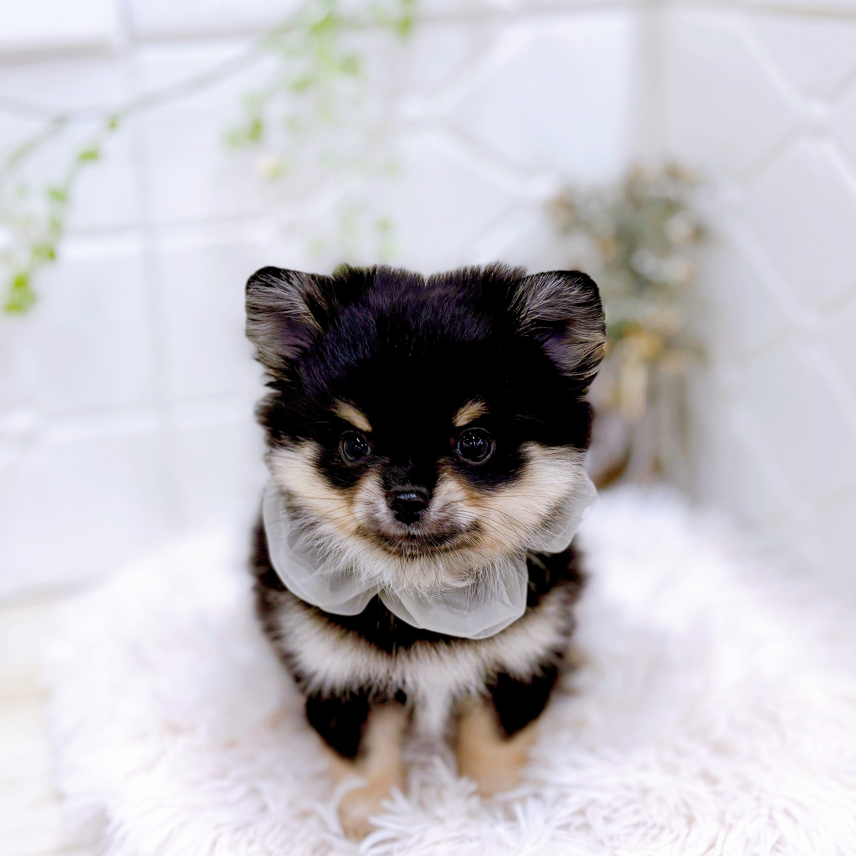 福井県のポメラニアン (犬の家＆猫の里アミーゴ福井店/2025年9月8日生まれ/男の子/ブラックタン)の子犬の1枚目の画像