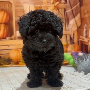 福岡県のトイプードル(トイ) (犬の家＆猫の里トリアス久山店/2025年9月9日生まれ/男の子/ブラック)の子犬の2枚目の画像