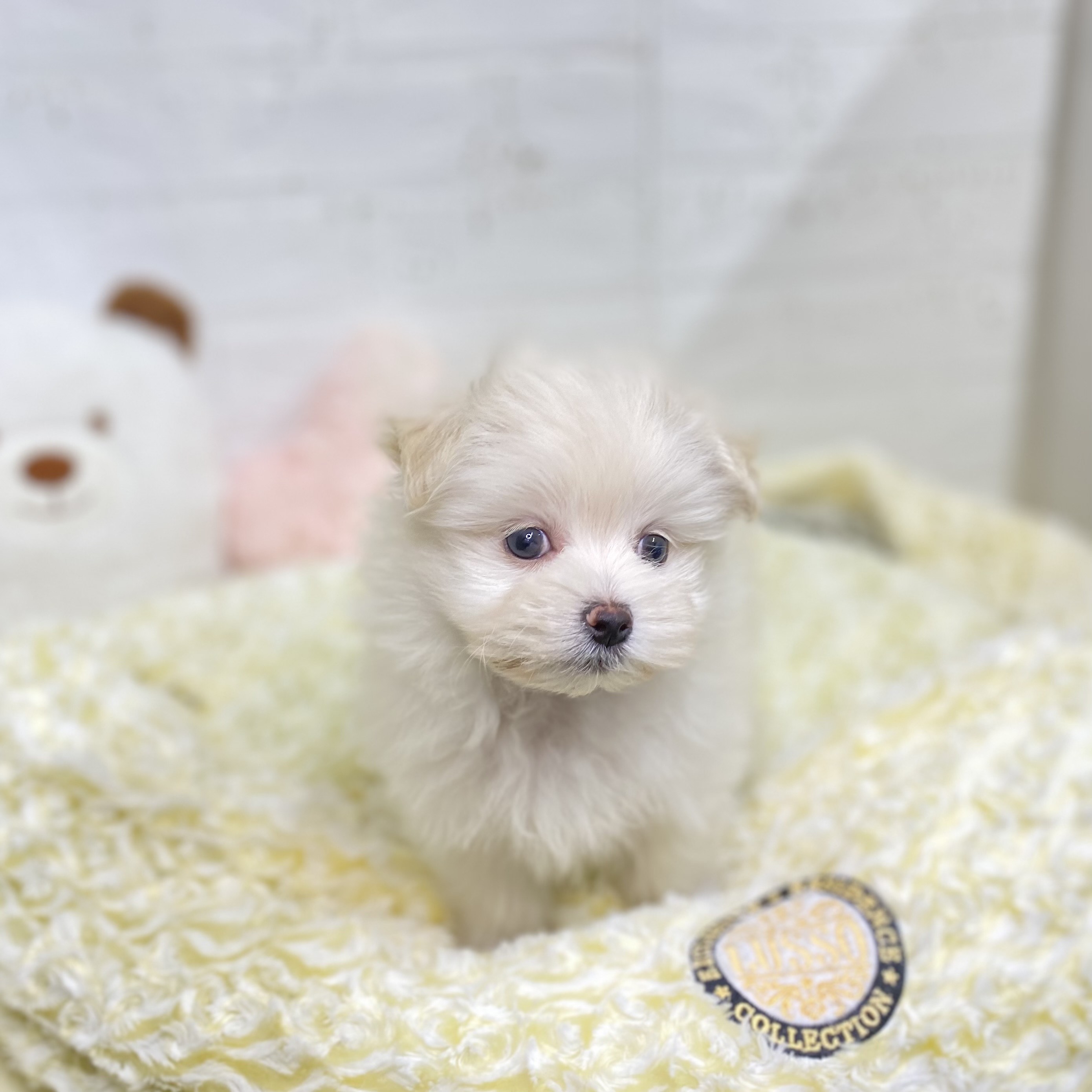 長野県のポメマル/マルポメ(ポメラニアン×マルチーズ) (犬の家＆猫の里長野店/2025年9月6日生まれ/女の子/ホワイト)の子犬の2枚目の画像