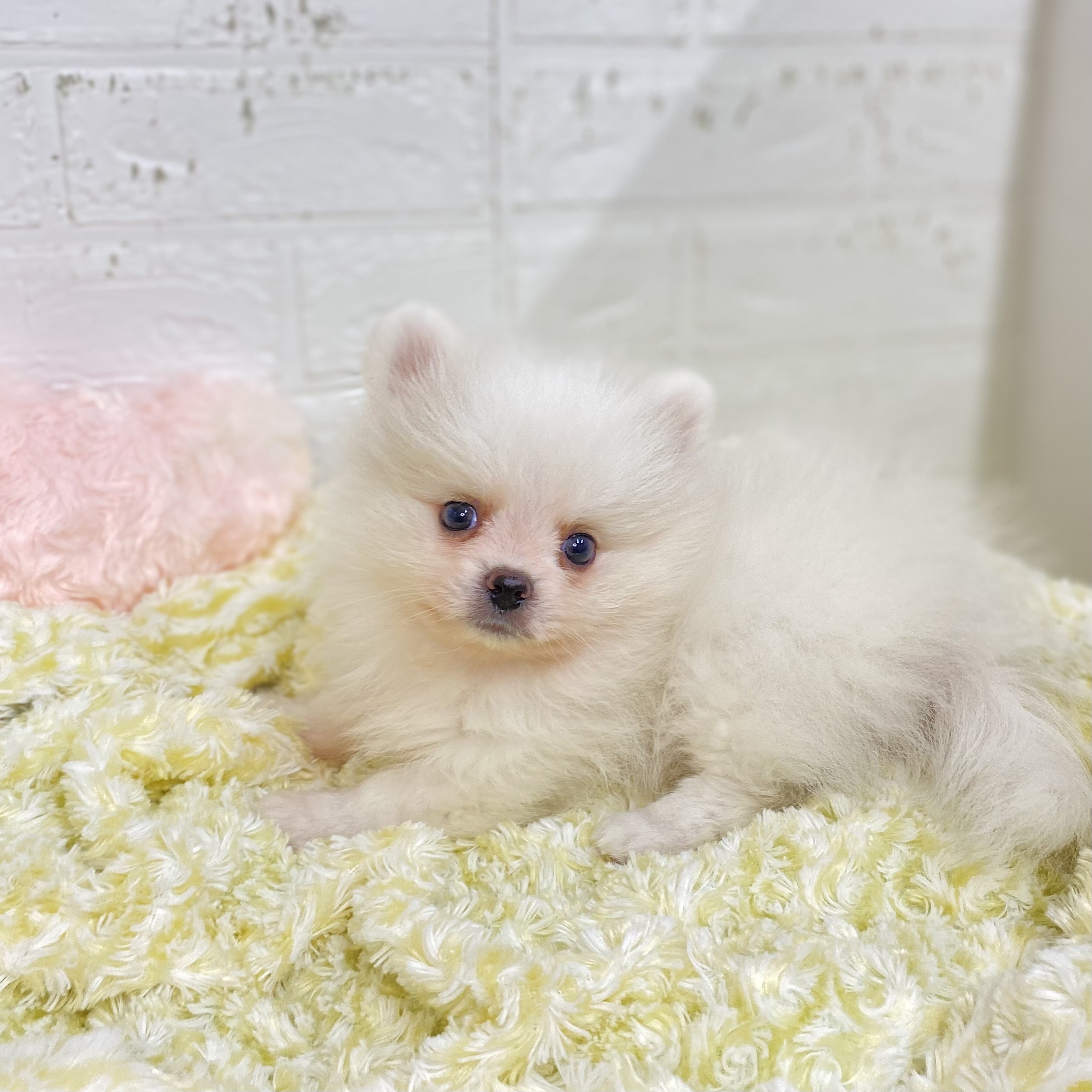 長野県のポメラニアン (犬の家＆猫の里長野店/2025年9月9日生まれ/男の子/パーティーカラー)の子犬の2枚目の画像