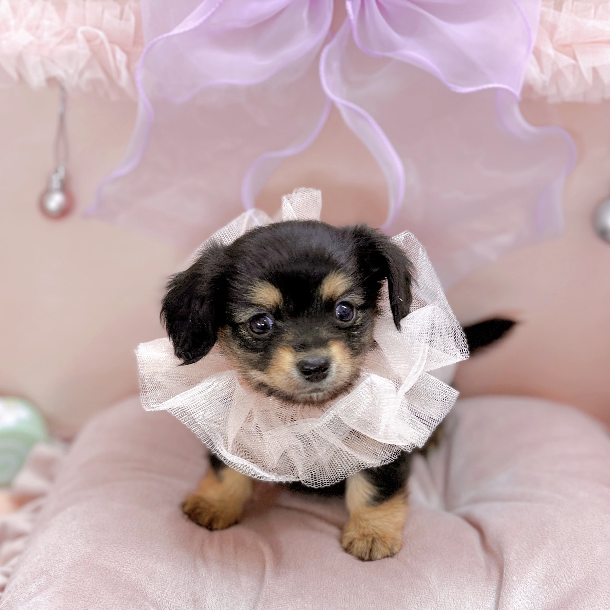 福井県のチワックス(チワワ×ダックス) (犬の家＆猫の里アミーゴ福井大和田店/2025年9月6日生まれ/女の子/ブラックタン)の子犬の2枚目の画像