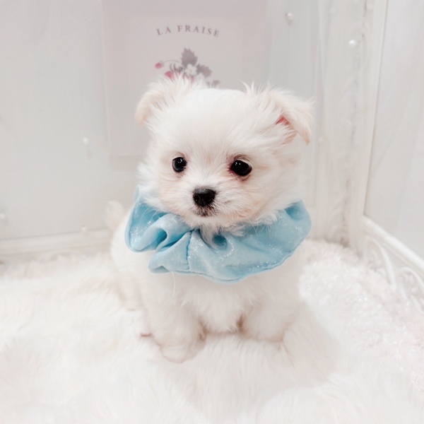 福井県のチワマル/マルチワ(チワワ×マルチーズ) (犬の家＆猫の里福井店/2025年9月8日生まれ/男の子/クリーム)の子犬の1枚目の画像