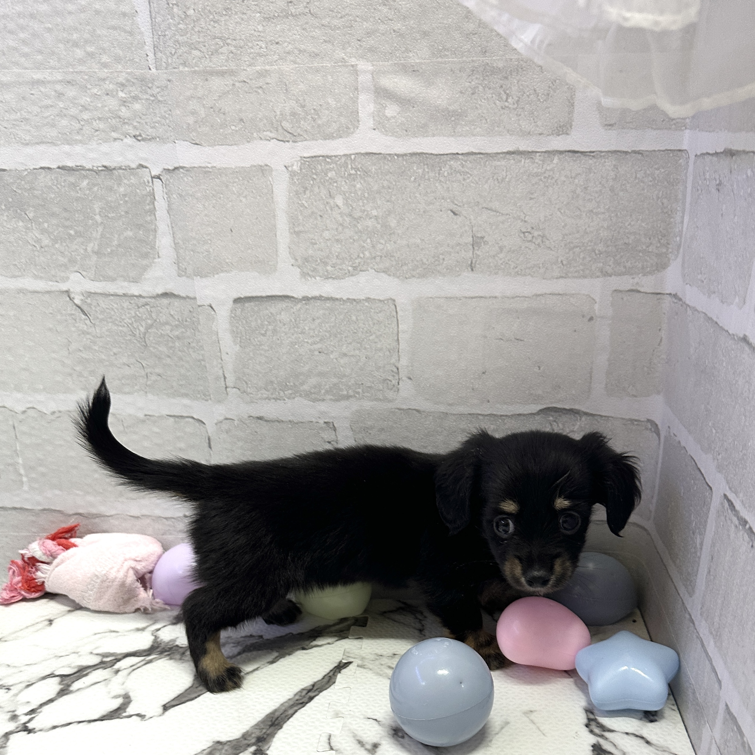 愛知県のチワックス(チワワ×ダックス) (犬の家＆猫の里岡崎店/2025年9月6日生まれ/女の子/ブラックタン)の子犬の2枚目の画像