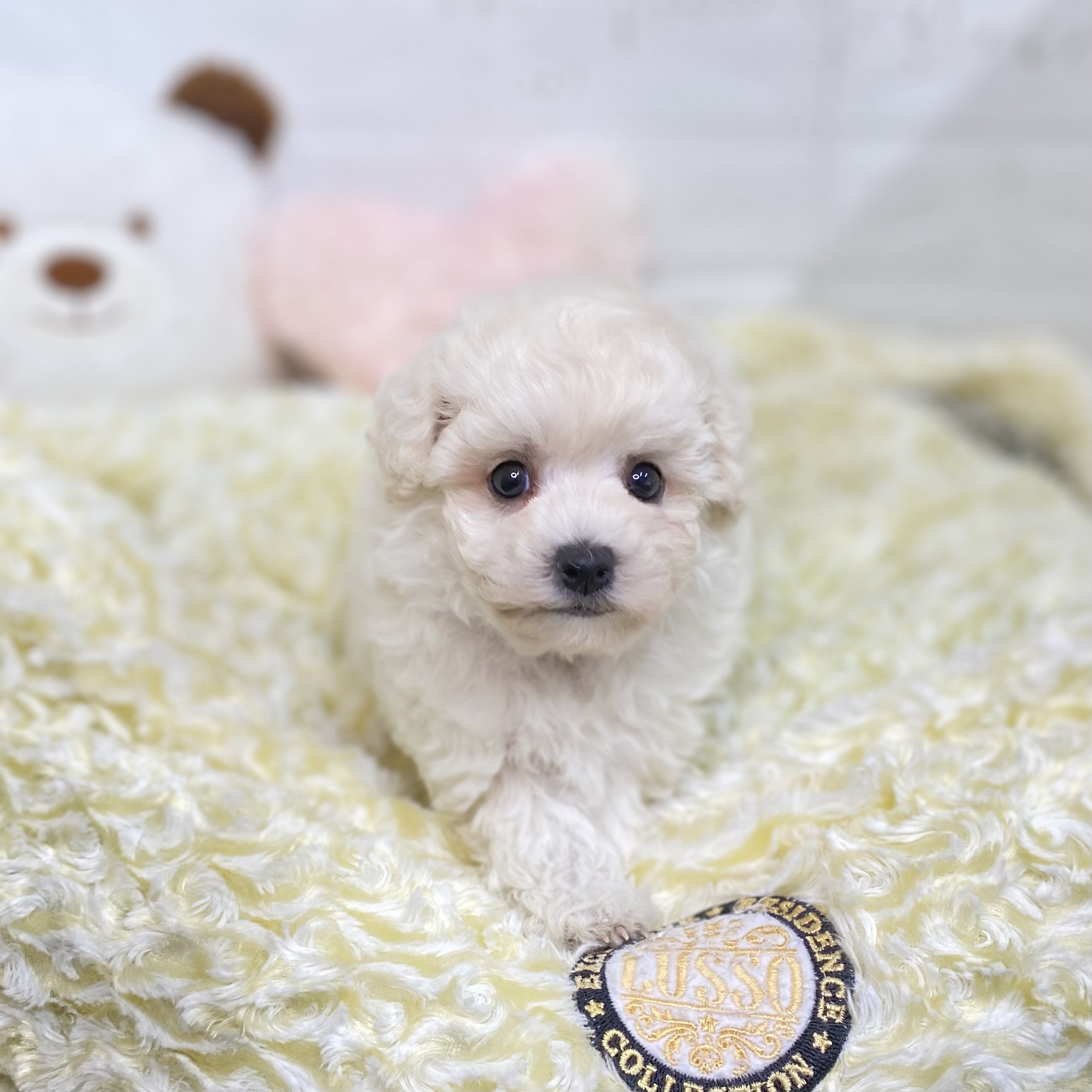 長野県のビションプー(ビションフリーゼ×プードル) (犬の家＆猫の里長野店/2025年9月7日生まれ/女の子/ホワイト)の子犬の2枚目の画像