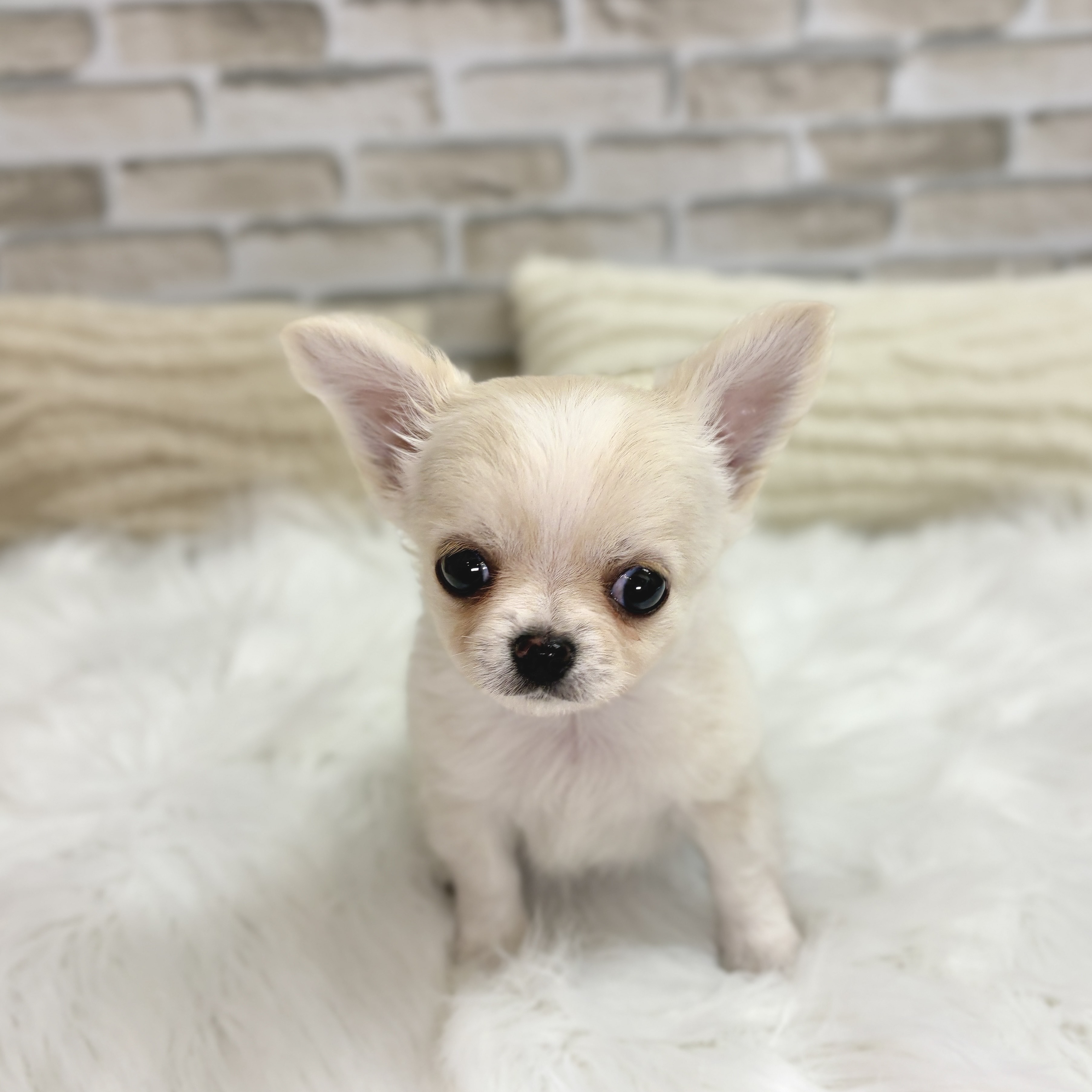 神奈川県のチワワ(ロング) (犬の家＆猫の里モザイクモール港北店/2025年9月9日生まれ/男の子/クリーム)の子犬の2枚目の画像