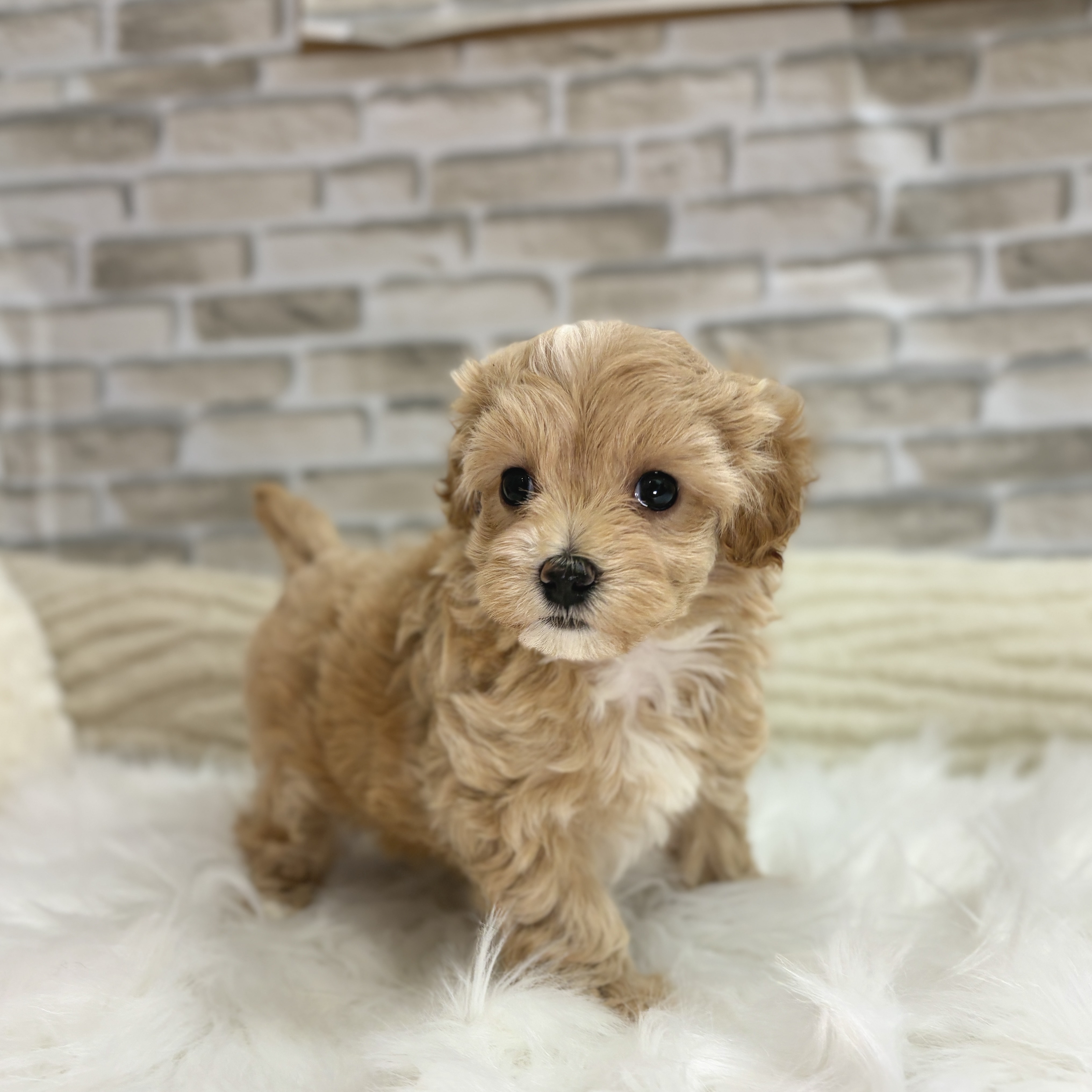 神奈川県のマルプー(マルチーズ×プードル) (犬の家＆猫の里モザイクモール港北店/2025年9月7日生まれ/女の子/クリームホワイト)の子犬の2枚目の画像