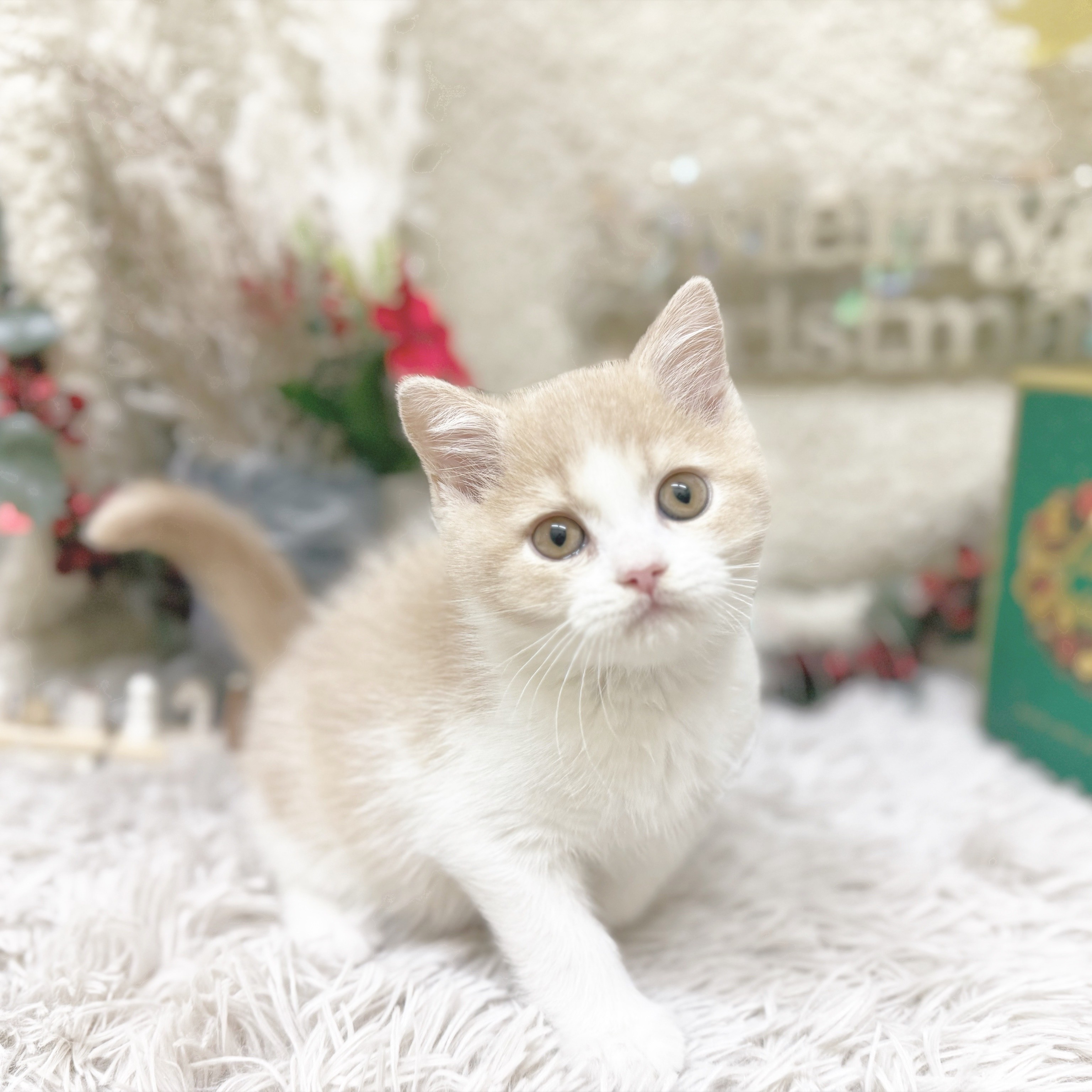 静岡県のブリティッシュショートヘアー (犬の家＆猫の里藤枝店/2025年9月9日生まれ/男の子/クリームホワイト)の子猫の1枚目の画像