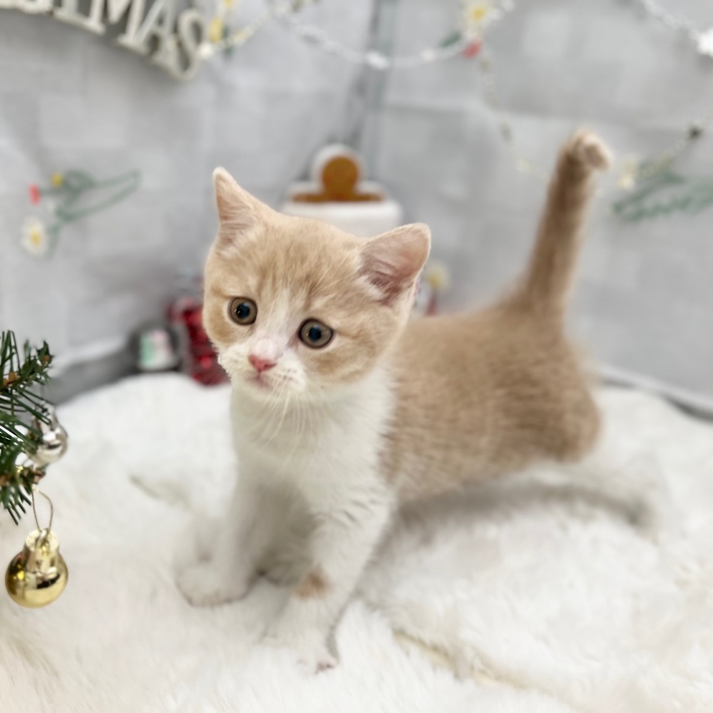 静岡県のブリティッシュショートヘアー (犬の家＆猫の里MEGAドン・キホーテ袋井店/2025年9月9日生まれ/男の子/クリームホワイト)の子猫の2枚目の画像