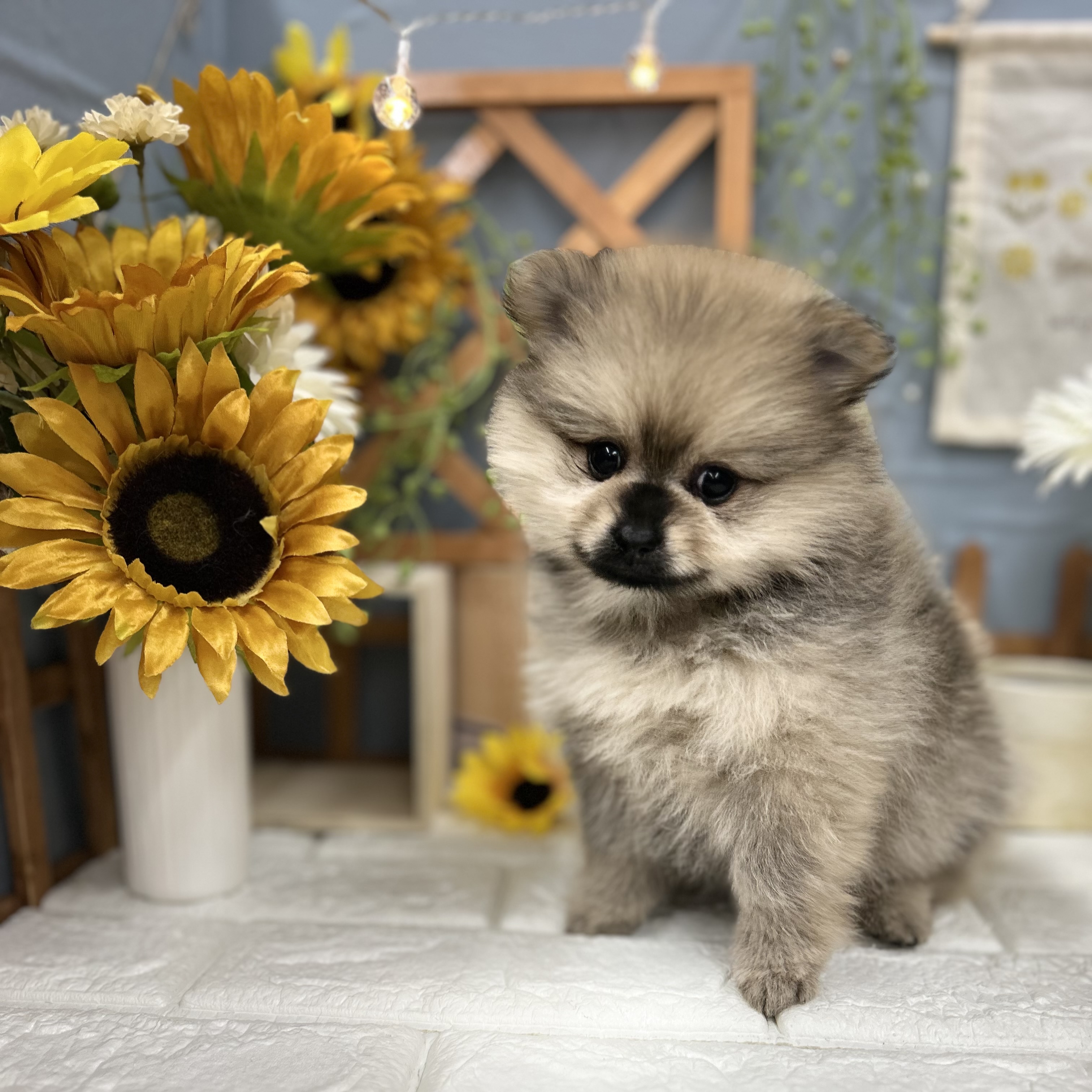 千葉県のポメラニアン (犬の家＆猫の里ワンズモール稲毛店/2025年9月7日生まれ/女の子/オレンジセーブル)の子犬