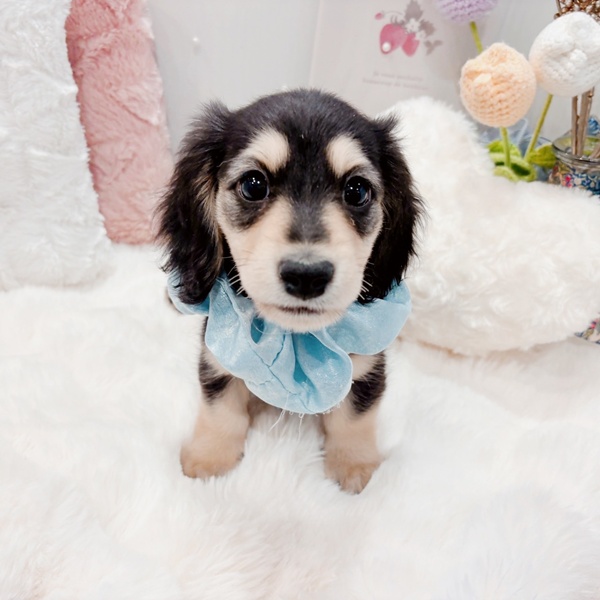 福井県のミニチュアダックスフンド(ロング) (犬の家＆猫の里福井店/2025年9月3日生まれ/男の子/ブラックイエロー)の子犬の1枚目の画像