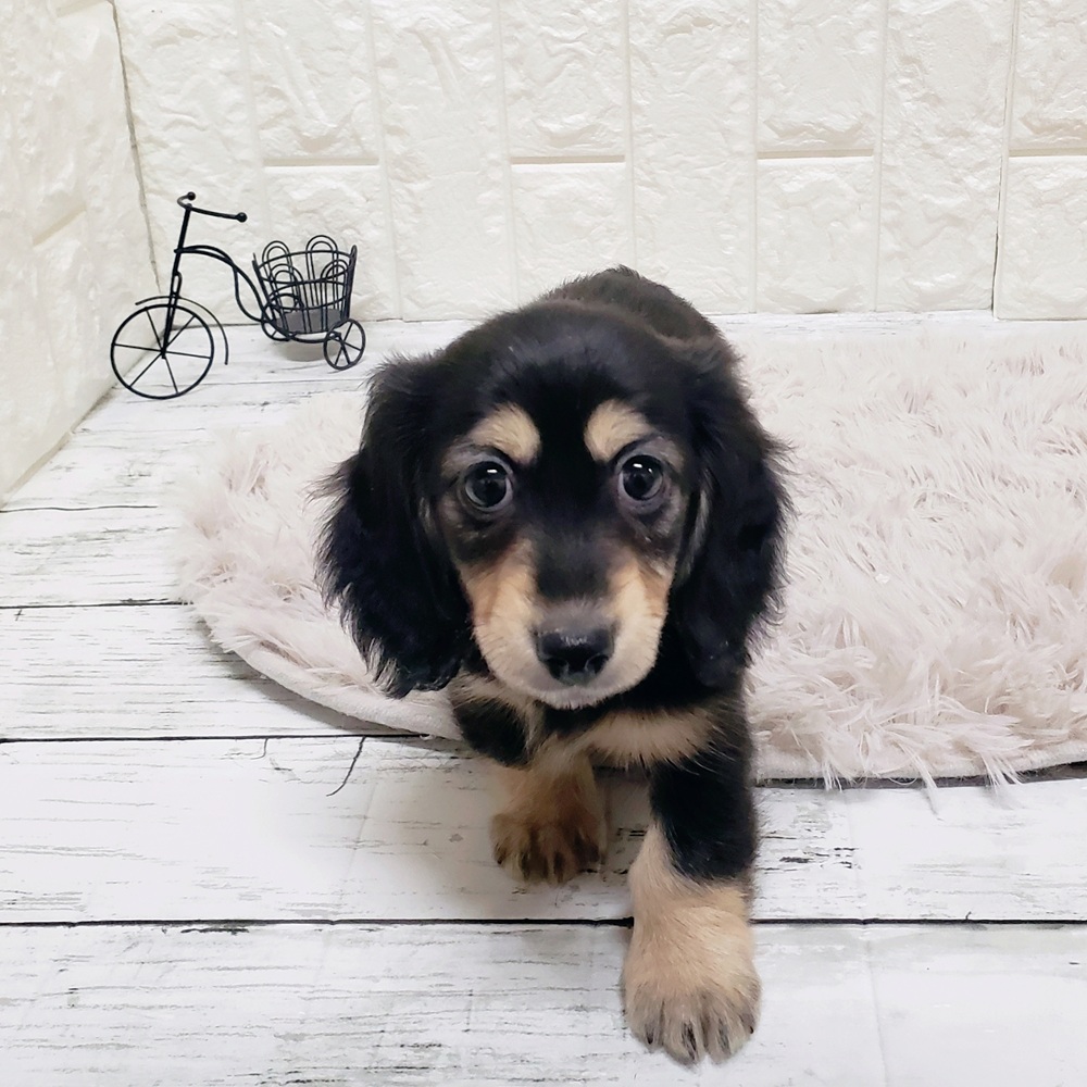 岡山県のミニチュアダックスフンド(ロング) (犬の家＆猫の里岡山店/2025年9月3日生まれ/女の子/ブラックイエロー)の子犬の2枚目の画像