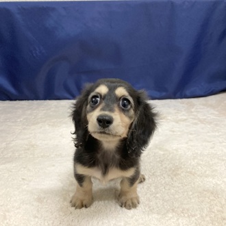 愛知県のミニチュアダックスフンド(ロング) (犬の家＆猫の里一宮店/2025年9月3日生まれ/女の子/ブラックイエロー)の子犬の2枚目の画像