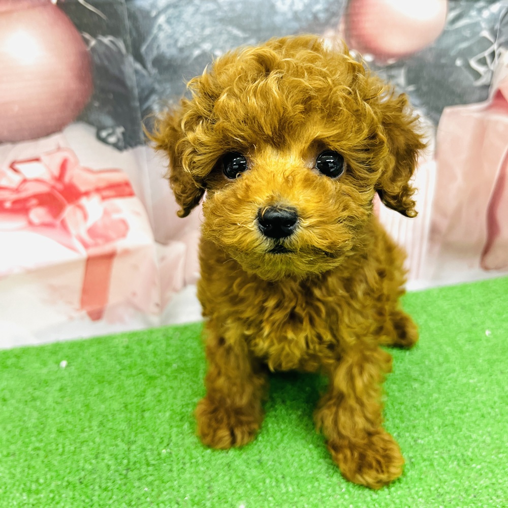 愛知県のトイプードル(タイニー) (犬の家＆猫の里名古屋天白店/2025年9月1日生まれ/男の子/レッドフォーン)の子犬の2枚目の画像