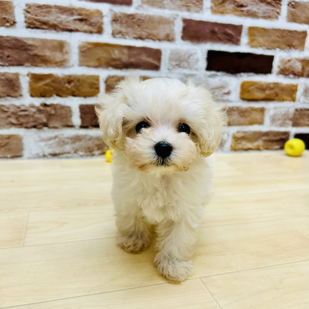 愛知県のマルプー(マルチーズ×プードル) (犬の家＆猫の里七宝店/2025年9月10日生まれ/男の子/クリーム)の子犬の2枚目の画像