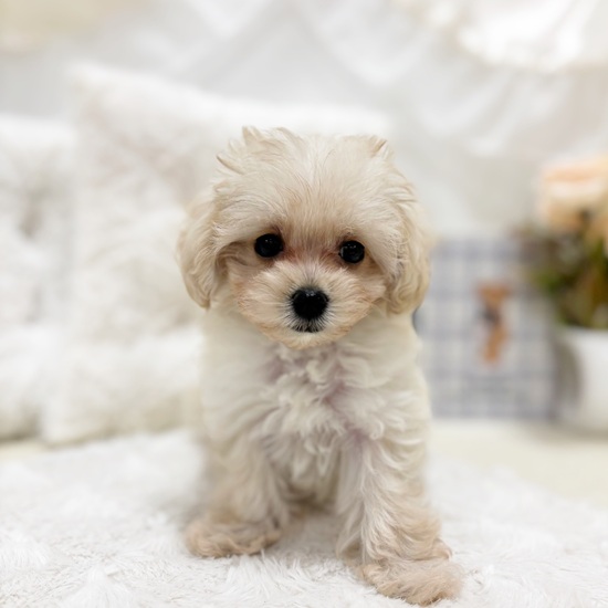 岐阜県のマルプー(マルチーズ×プードル) (犬の家＆猫の里カラフルタウン岐阜店/2025年9月10日生まれ/女の子/クリーム)の子犬の2枚目の画像