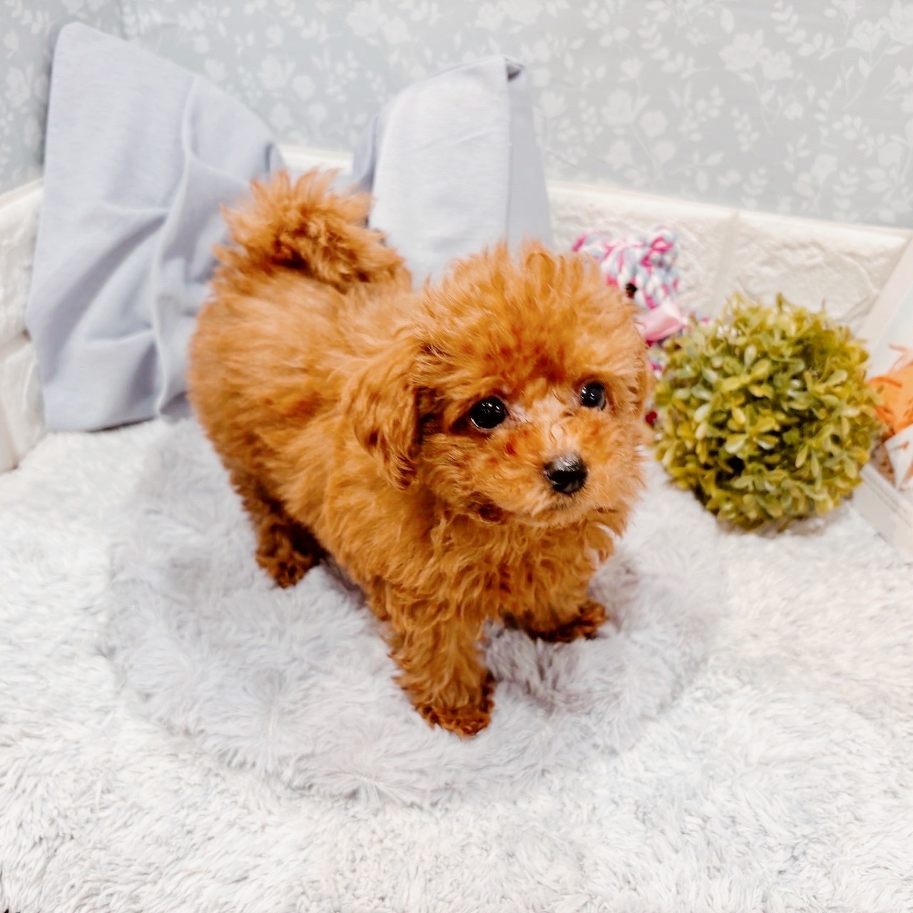 福井県のトイプードル(トイ) (犬の家＆猫の里福井店/2025年9月8日生まれ/女の子/レッドフォーン)の子犬の2枚目の画像