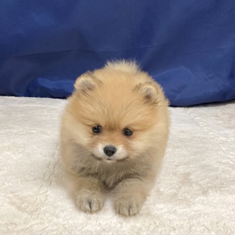 愛知県のポメラニアン (犬の家＆猫の里一宮店/2025年9月8日生まれ/女の子/オレンジ)の子犬の2枚目の画像