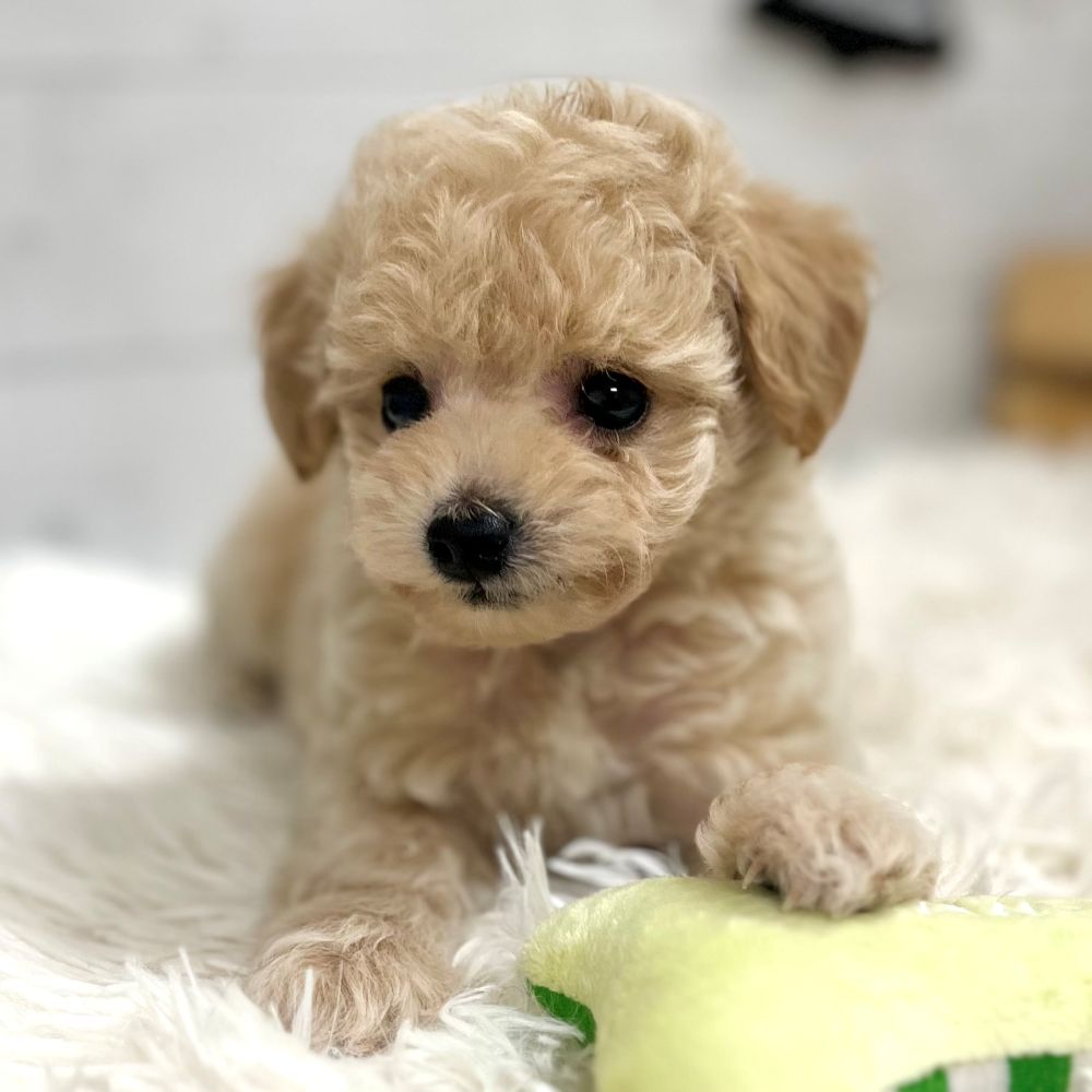 愛知県のマルプー(マルチーズ×プードル) (犬の家＆猫の里豊田店/2025年9月10日生まれ/女の子/クリーム)の子犬の2枚目の画像