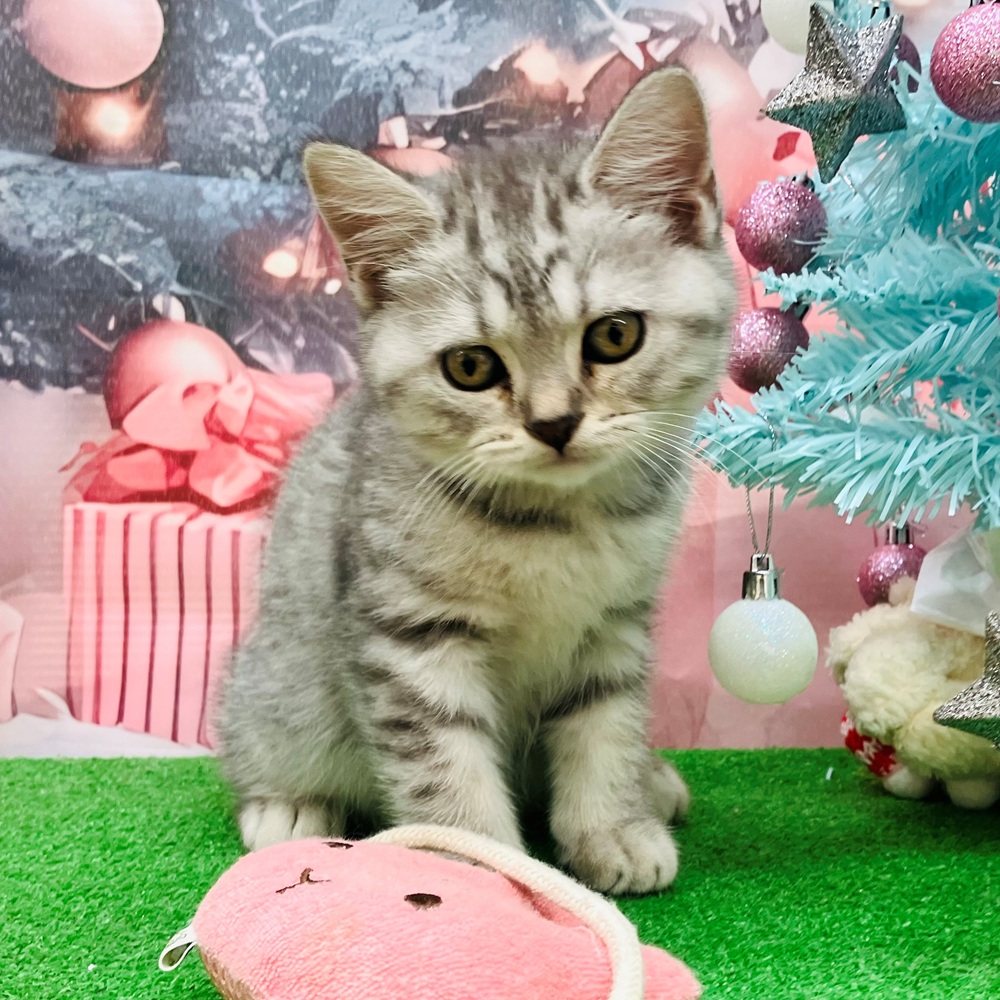 愛知県のブリティッシュショートヘアー (犬の家＆猫の里名古屋天白店/2025年9月10日生まれ/女の子/ブルースポテッドタビー)の子猫の2枚目の画像