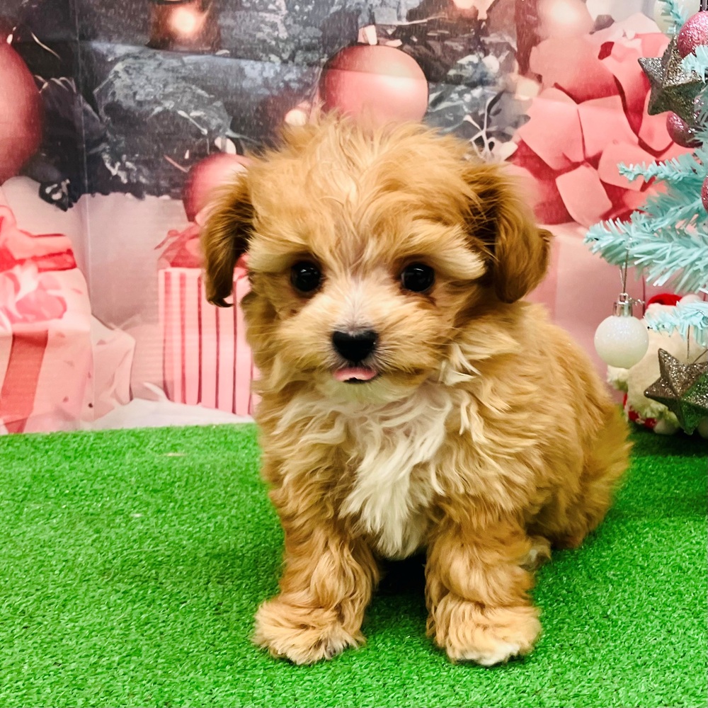 愛知県のチワプー/プーチー(チワワ×プードル) (犬の家＆猫の里名古屋天白店/2025年9月10日生まれ/男の子/アプリコットホワイト)の子犬の2枚目の画像