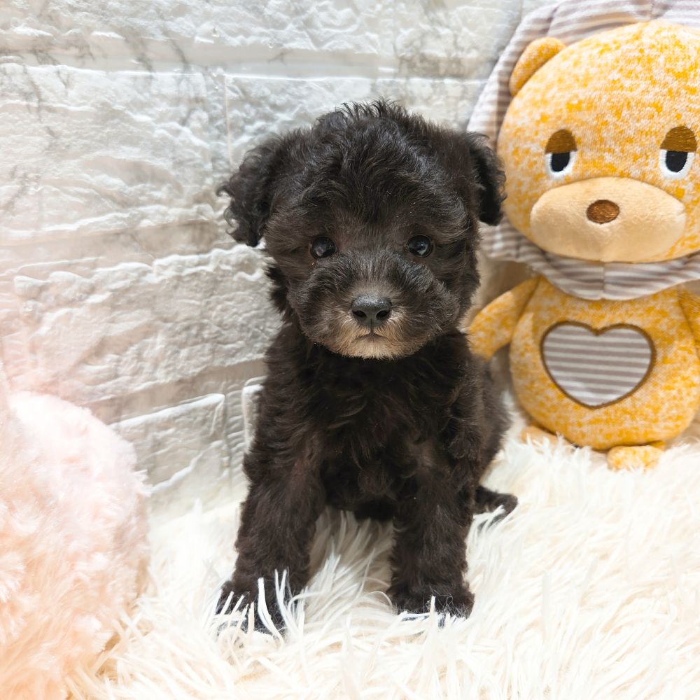 愛知県のトイプードル(トイ) (犬の家＆猫の里MiO香久山店/2025年9月9日生まれ/男の子/シルバー)の子犬の1枚目の画像