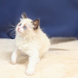 愛知県のラグドール (犬の家＆猫の里一宮店/2025年9月10日生まれ/女の子/シールポイントバイカラー)の子猫の2枚目の画像