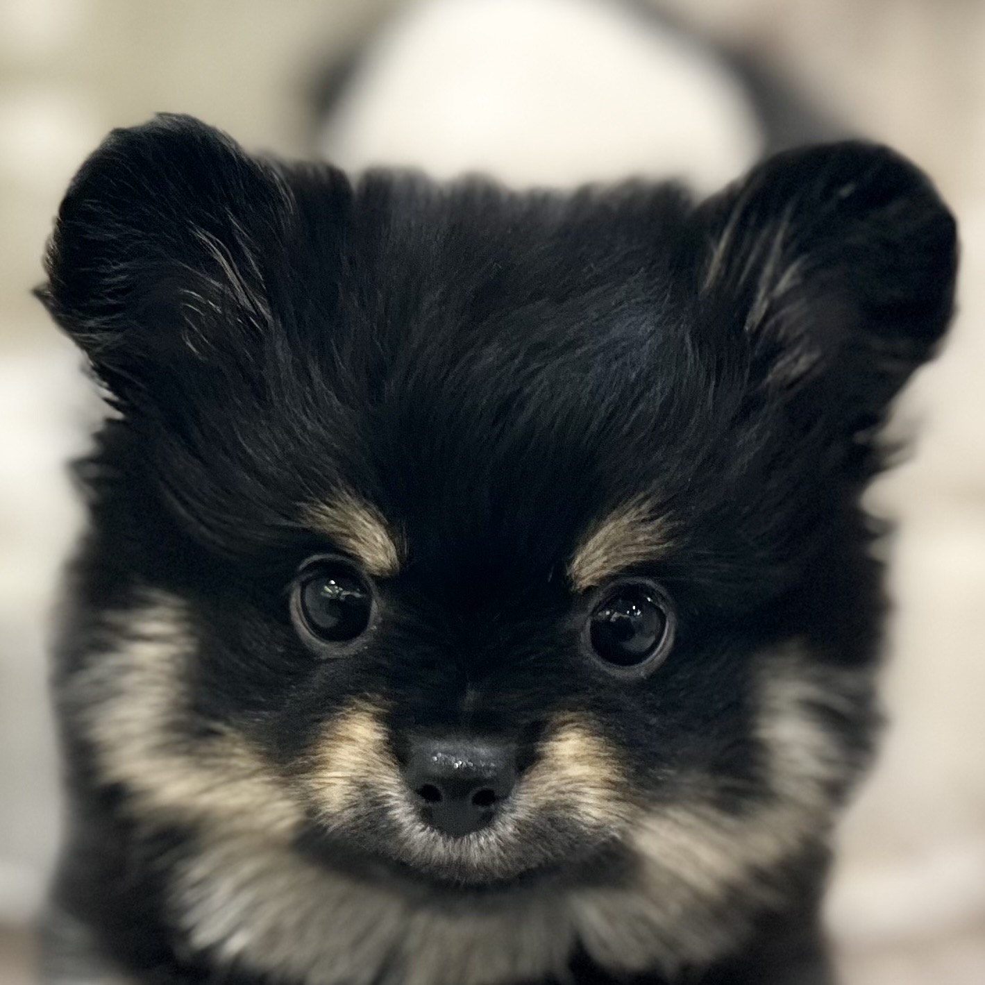 岡山県のポメチワ/チワポメ/ポメチー(ポメラニアン×チワワ) (犬の家＆猫の里倉敷店/2025年9月9日生まれ/男の子/ブラックタンホワイト)の子犬の1枚目の画像