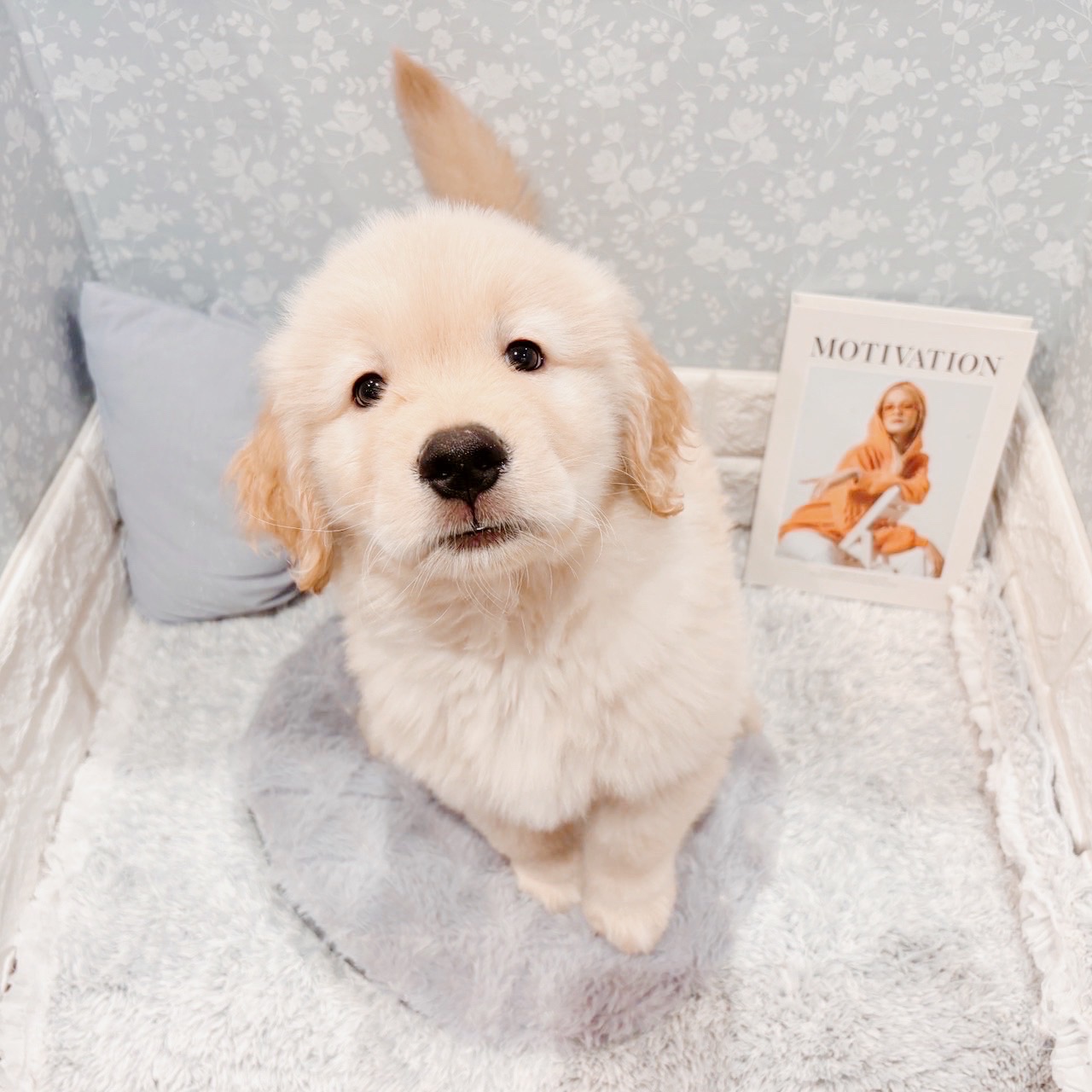 福井県のゴールデンレトリバー (犬の家＆猫の里福井店/2025年9月9日生まれ/男の子/ゴールデン)の子犬の2枚目の画像