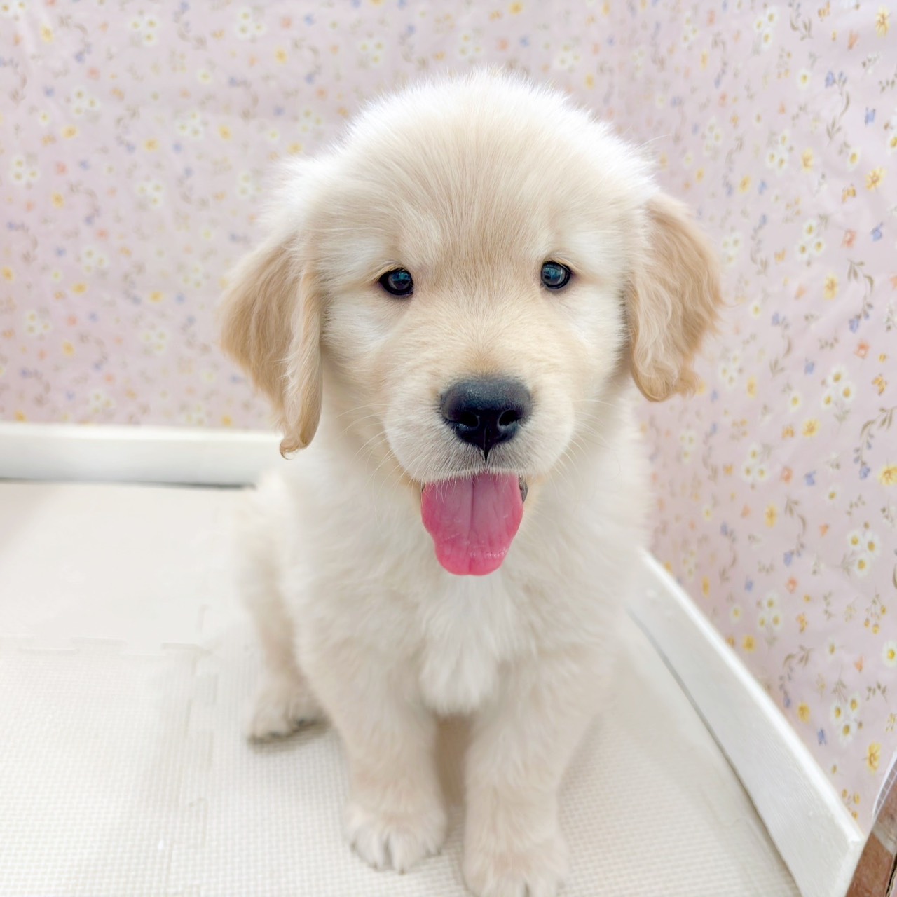 石川県のゴールデンレトリバー (犬の家＆猫の里金沢店/2025年9月9日生まれ/男の子/ゴールデン)の子犬の2枚目の画像