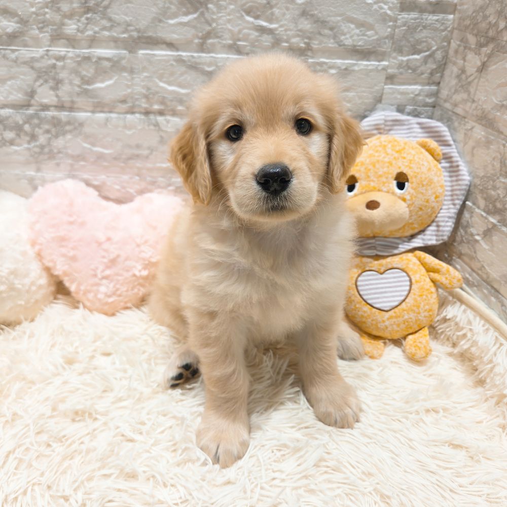 愛知県のゴールデンレトリバー (犬の家＆猫の里MiO香久山店/2025年9月9日生まれ/女の子/ゴールデン)の子犬の1枚目の画像