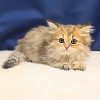 愛知県のペルシャ (犬の家＆猫の里一宮店/2025年9月8日生まれ/女の子/チンチラゴールデン)の子猫の2枚目の画像