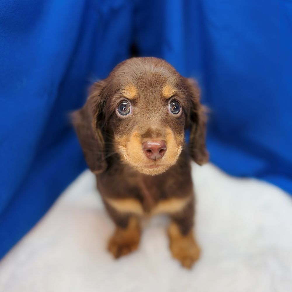 愛知県のミニチュアダックスフンド(ロング) (犬の家＆猫の里愛知刈谷店/2025年9月9日生まれ/男の子/チョコレートタン)の子犬の1枚目の画像