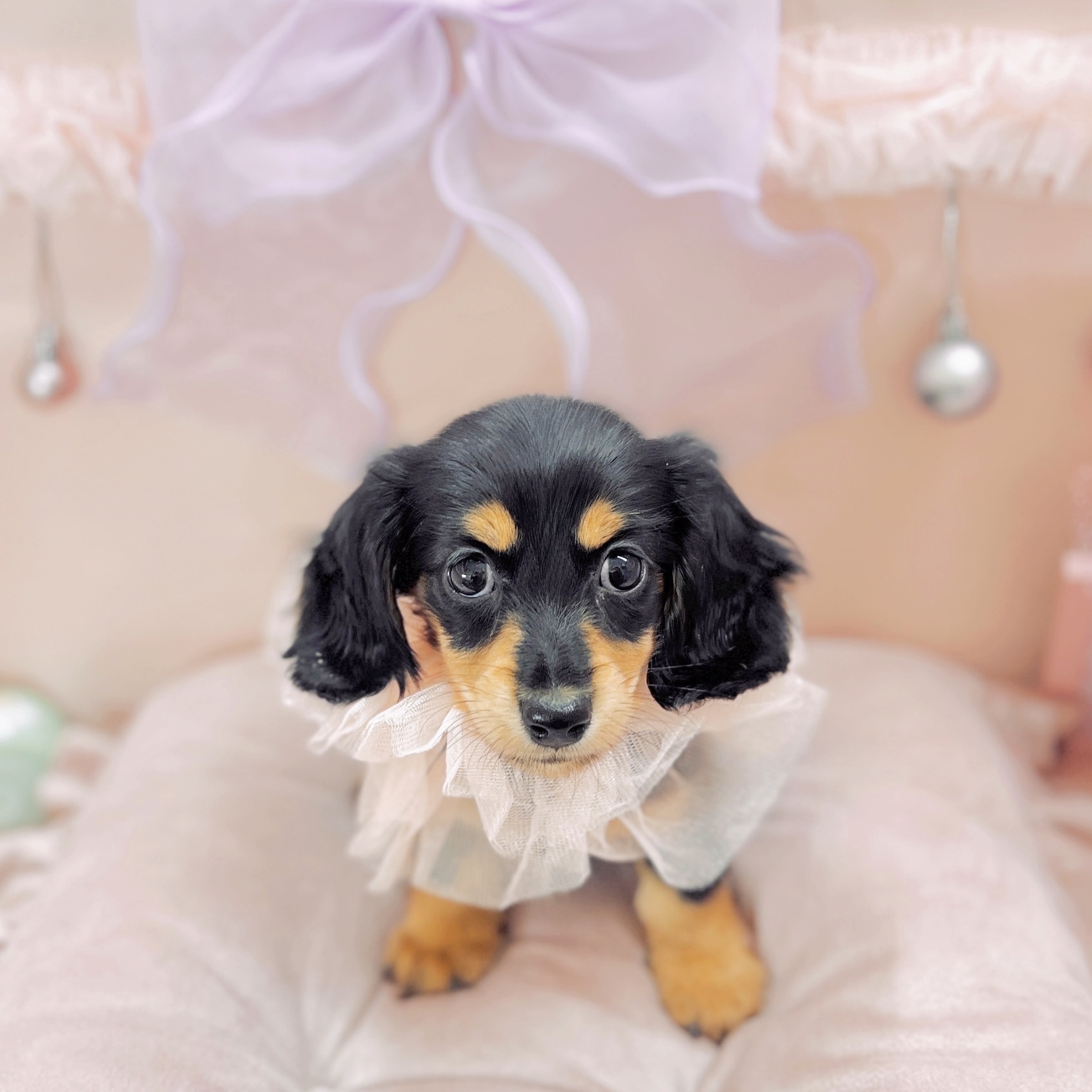 福井県のミニチュアダックスフンド(ロング) (犬の家＆猫の里アミーゴ福井大和田店/2025年9月9日生まれ/女の子/ブラックタン)の子犬の1枚目の画像