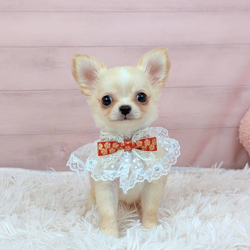 兵庫県のチワワ(ロング) (犬の家＆猫の里川西店/2025年9月11日生まれ/女の子/クリームホワイト)の子犬の2枚目の画像