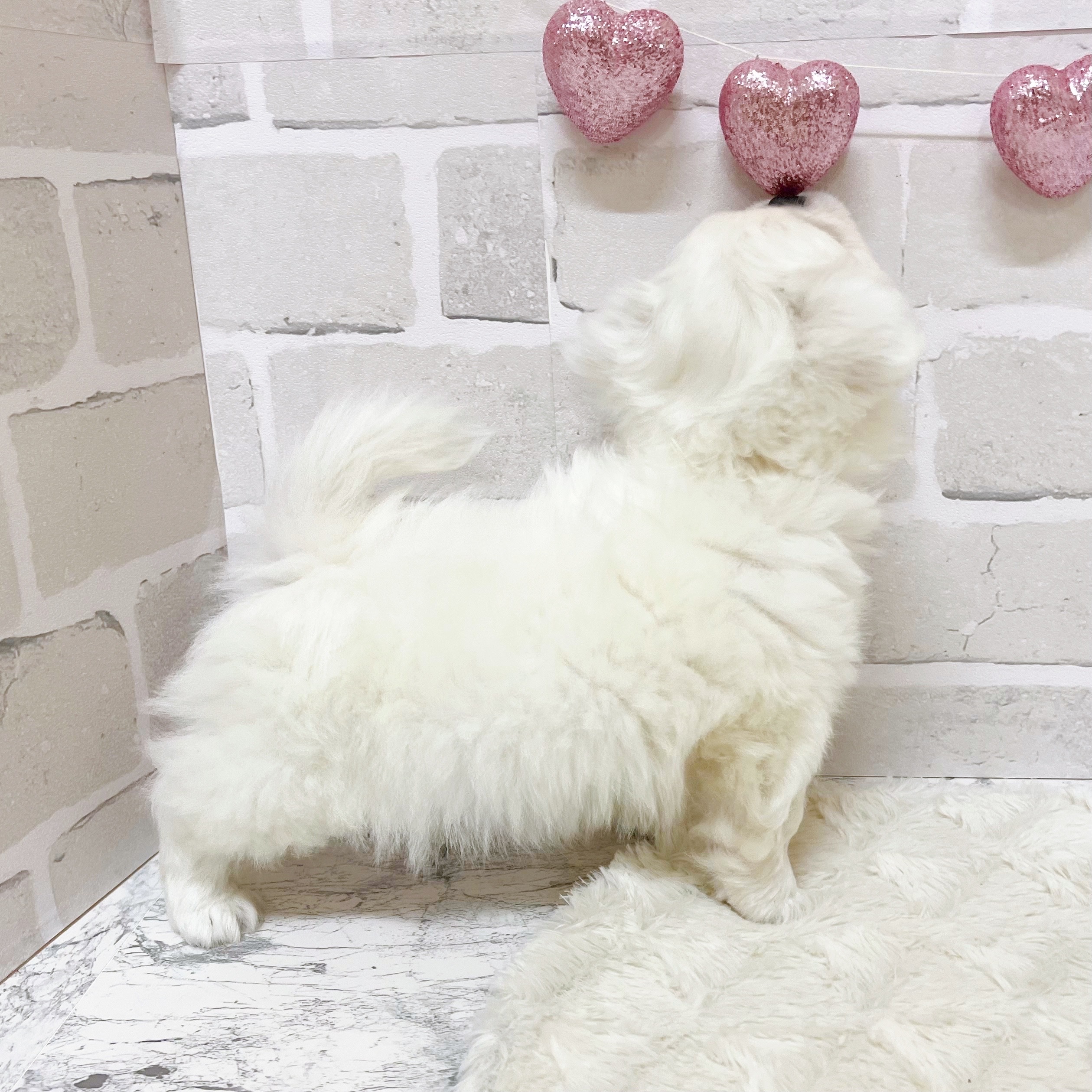 京都府のハーフ犬・ミックス犬 (犬の家＆猫の里京都精華店/2025年9月10日生まれ/男の子/ホワイト)の子犬の2枚目の画像