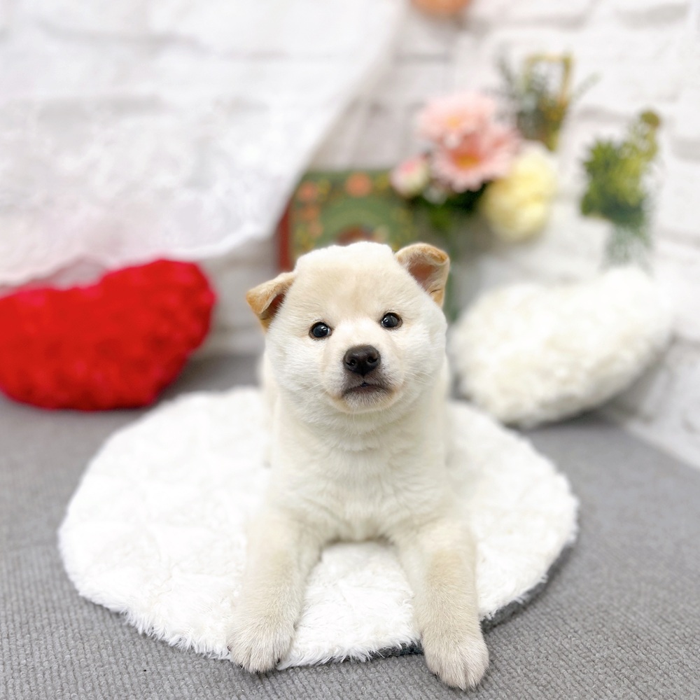 京都府の柴犬(標準サイズ) (犬の家＆猫の里京都樟葉店/2025年9月8日生まれ/女の子/白)の子犬の2枚目の画像