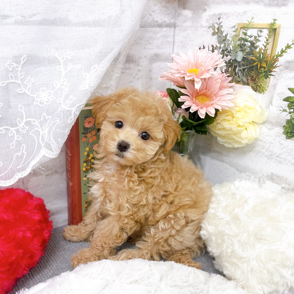 京都府のマルプー(マルチーズ×プードル) (犬の家＆猫の里京都樟葉店/2025年9月9日生まれ/女の子/クリーム)の子犬の2枚目の画像